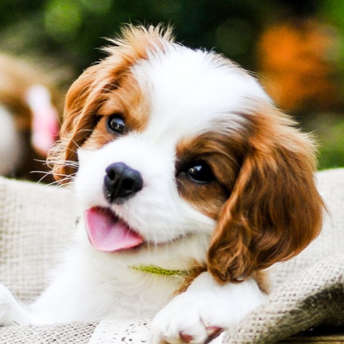 Cavalier King Charles Spaniel