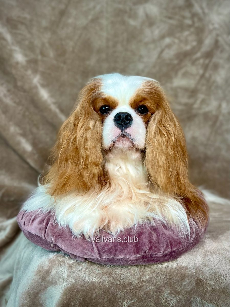 Cavalier King Charles Spaniel blenheim adulto, retrato frontal sobre un cojín
