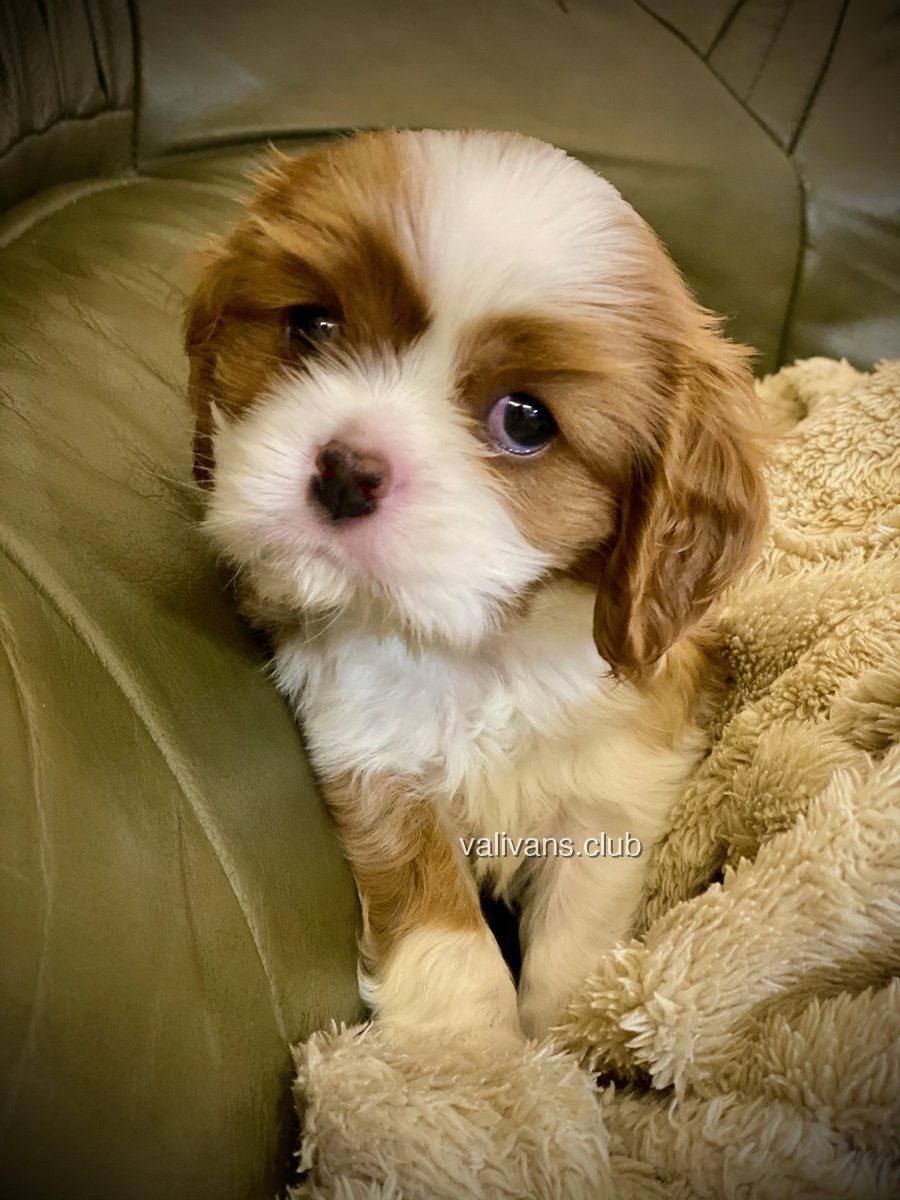 Cachorro de Cavalier King Charles Spaniel blenheim, primer plano de la cara, acurrucado en una manta