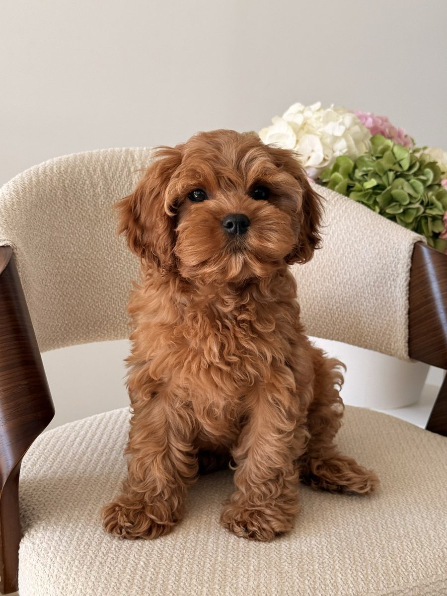 Red puppy sitting on a cream armchair in front of hydrangeas