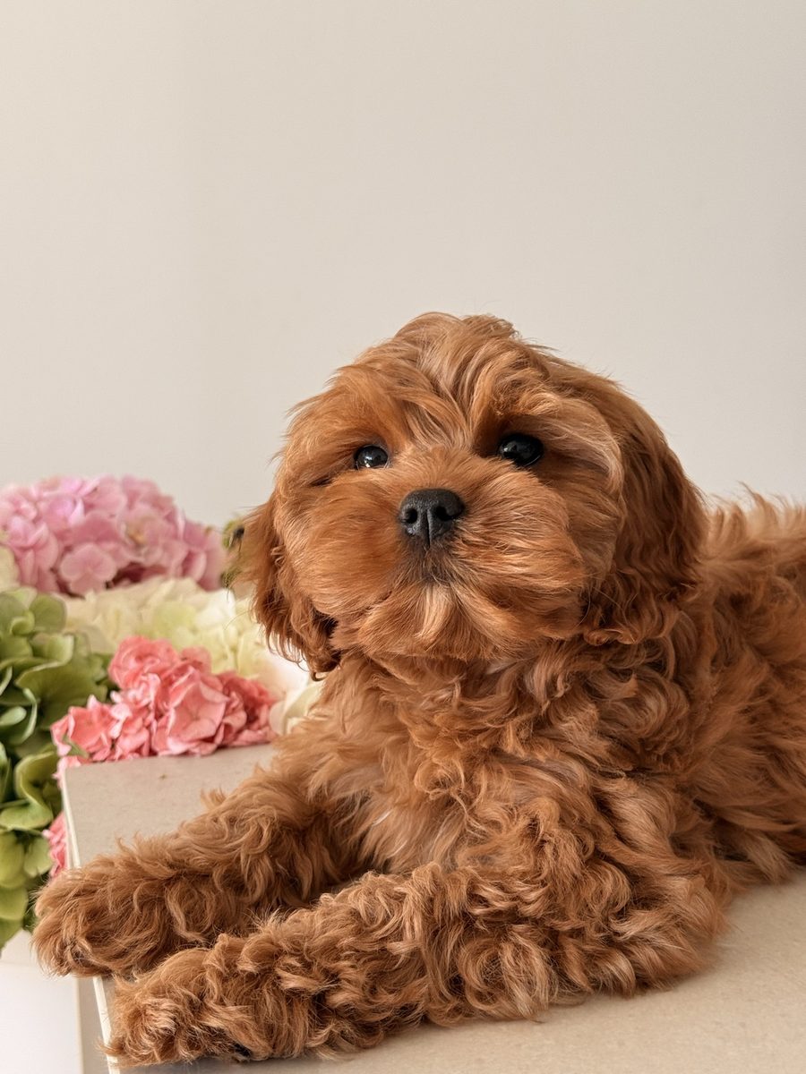 Close-up of a red curly-coated puppy with dark eyes looking at the camera