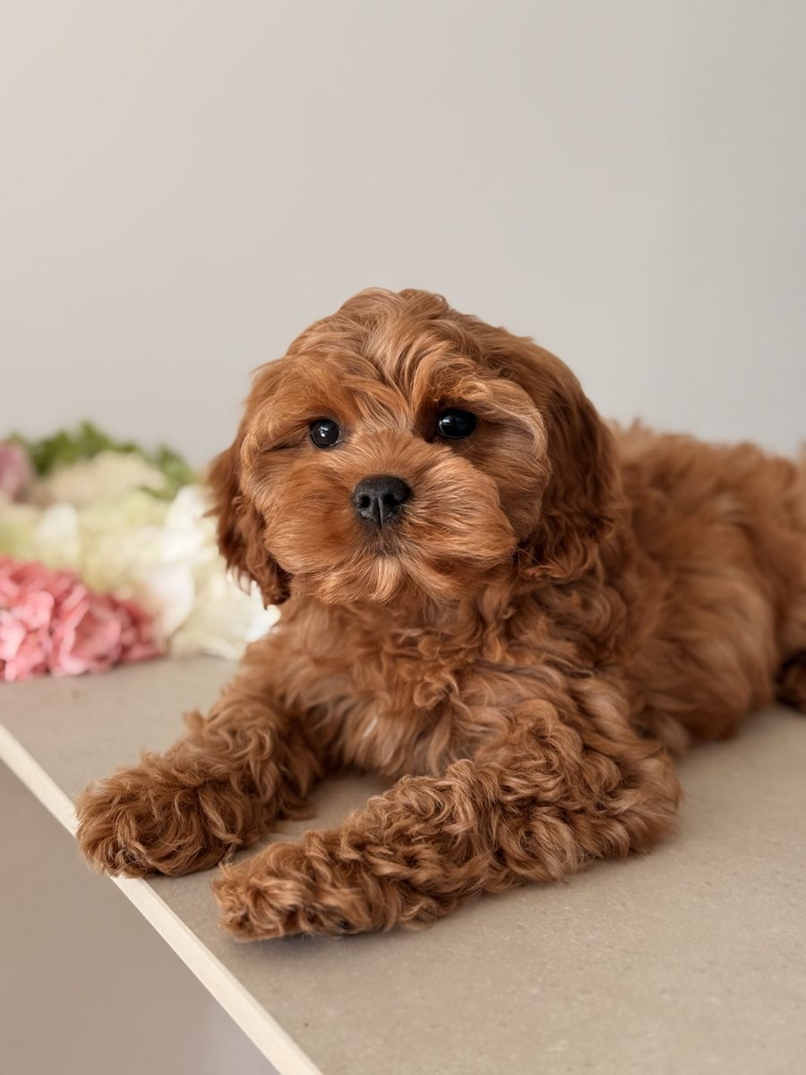 Red puppy lying on a table beside pink and cream hydrangeas