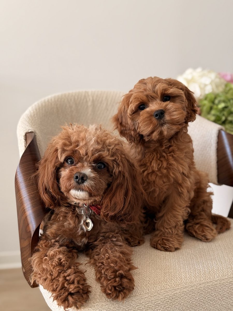 A red puppy and a second red dog together on a cream armchair