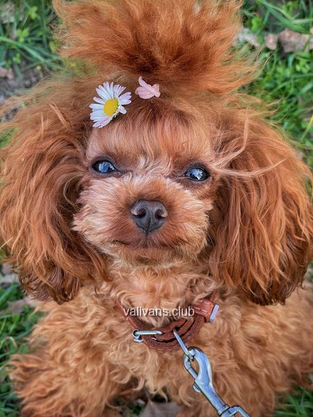 Red Toy Poodle adult, face close-up with a daisy clipped in the topknot