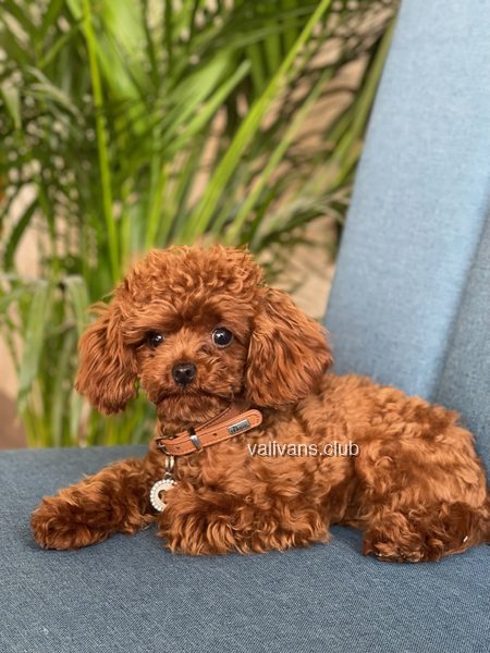 Red Toy Poodle adult, lying on a blue chair with a palm behind