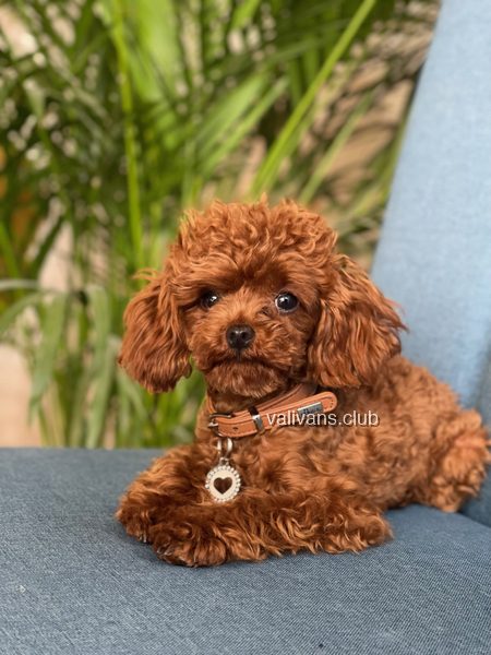 Red Toy Poodle adult, lying on a blue chair in front of a palm, facing the camera