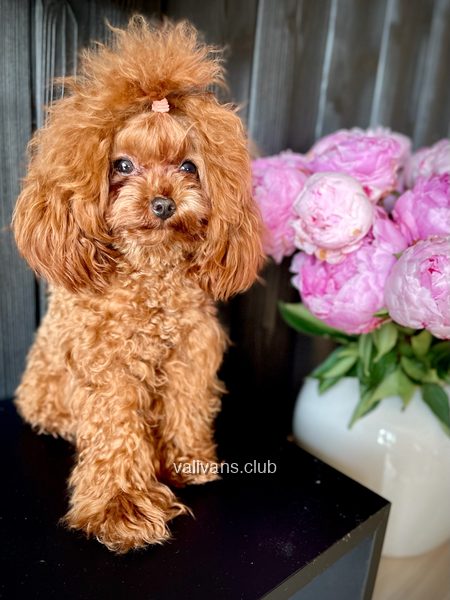 Red Toy Poodle adult, standing on a black table beside pink peonies