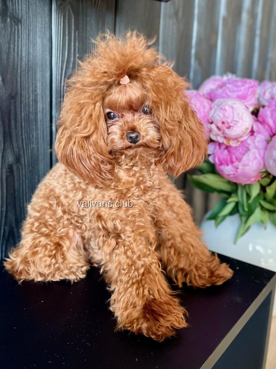 Red Toy Poodle adult, sitting on a black table beside a vase of pink peonies