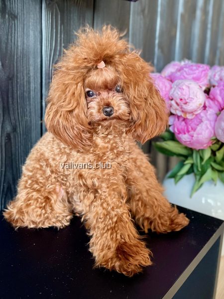 Red Toy Poodle adult, sitting on a black table beside a vase of pink peonies