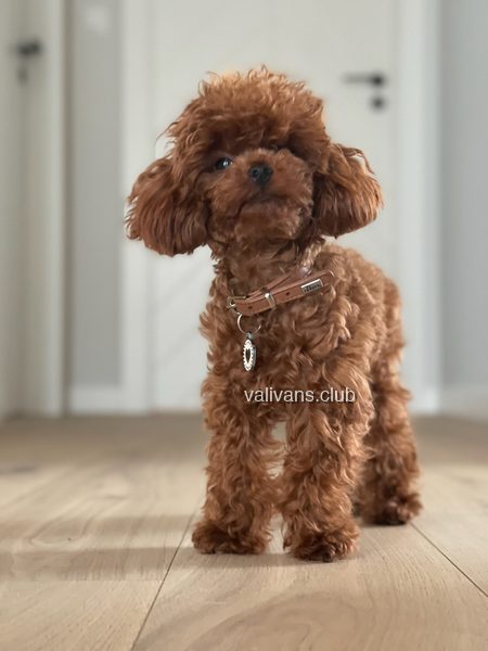 Red Toy Poodle adult, standing in a doorway