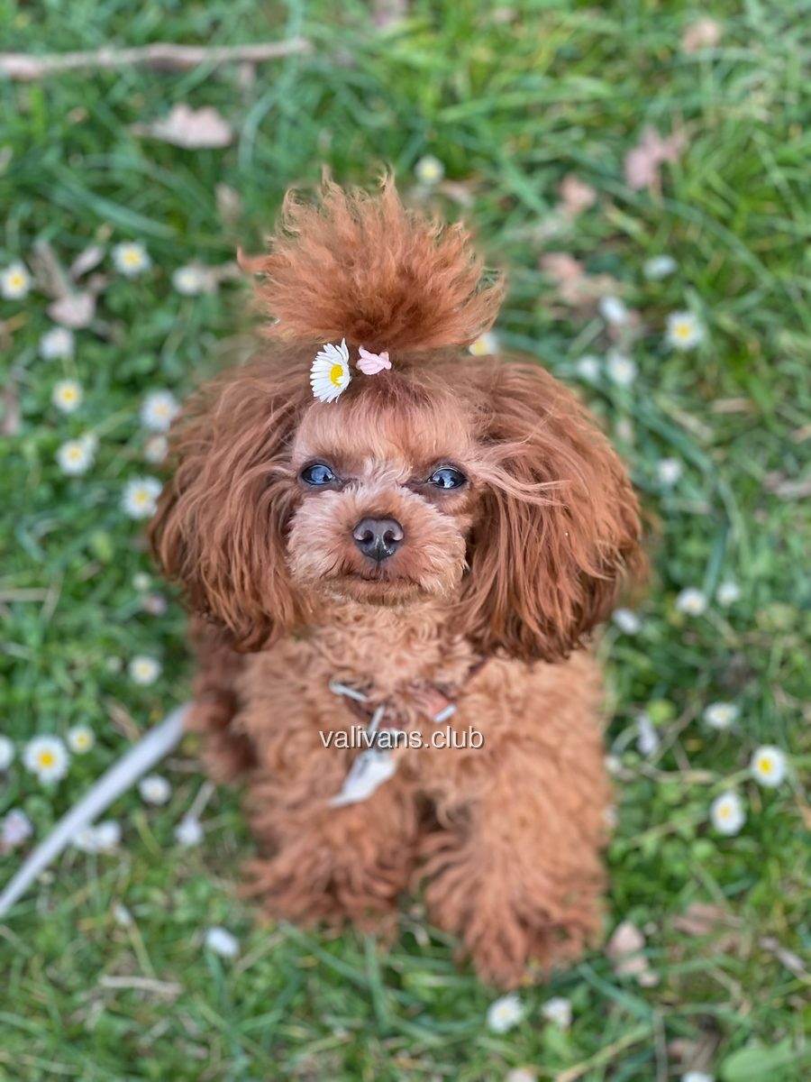 Caniche toy rojo adulto, sentado en la hierba entre margaritas con una flor prendida en el moño