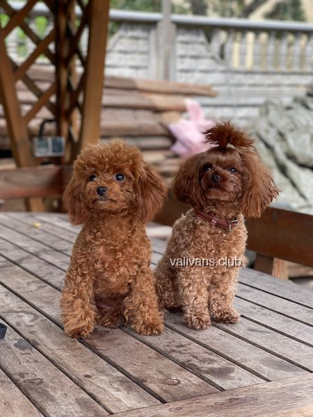 Red Toy Poodle adults, two sitting side by side on a wooden table