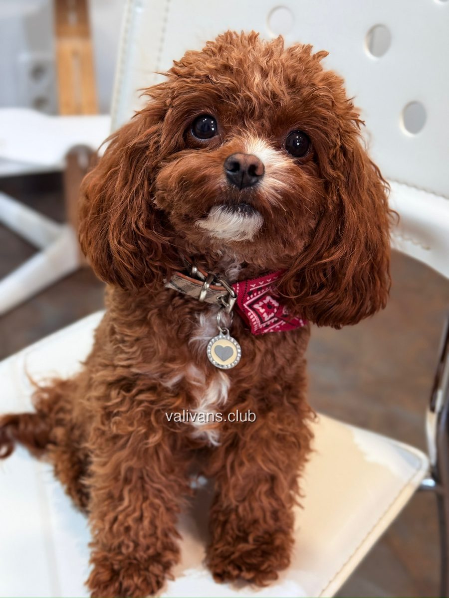Red Toy Poodle adult, close portrait sitting on a white chair
