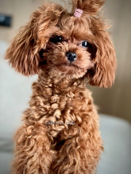 Red Toy Poodle adult, portrait with a topknot tie against a soft background