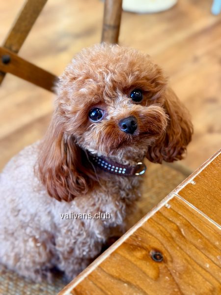 Red Toy Poodle adult, sitting beside a wooden table edge and looking up