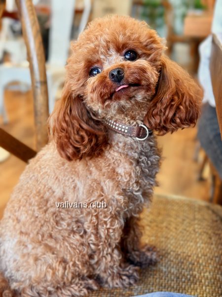 Red Toy Poodle adult, sitting on a chair with a rhinestone collar, tongue out