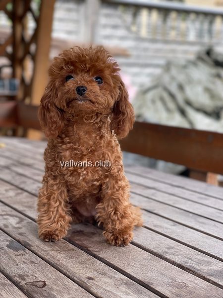 Red Toy Poodle puppy, sitting on a wooden table outdoors
