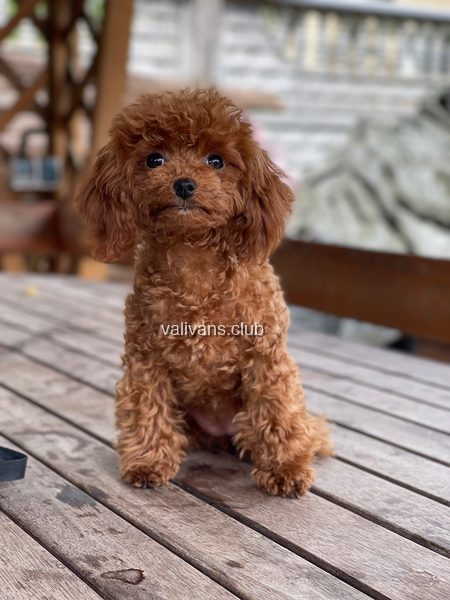 Red Toy Poodle puppy, sitting alert on a wooden table