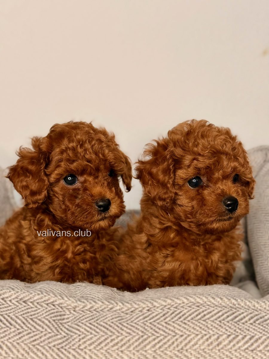 Red Toy Poodle puppies, two sitting side by side against a plain wall
