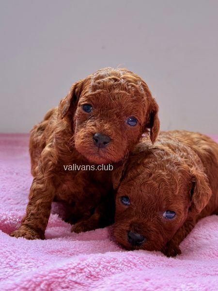 Red Toy Poodle puppies, two lying together on a pink blanket