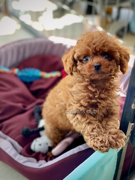 Red Toy Poodle puppy, standing up in a stroller with toys