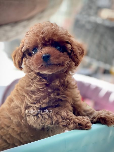 Red Toy Poodle puppy, head tilted, leaning on the edge of a bed