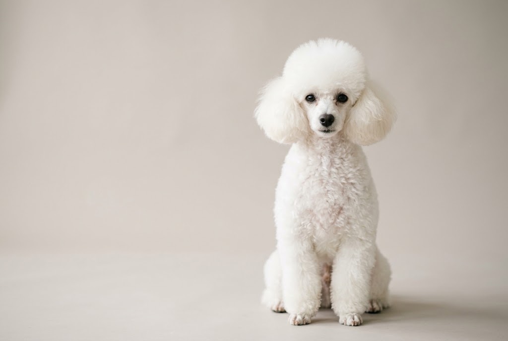 Illustrative image: a white Toy Poodle sitting upright against a plain warm-grey background
