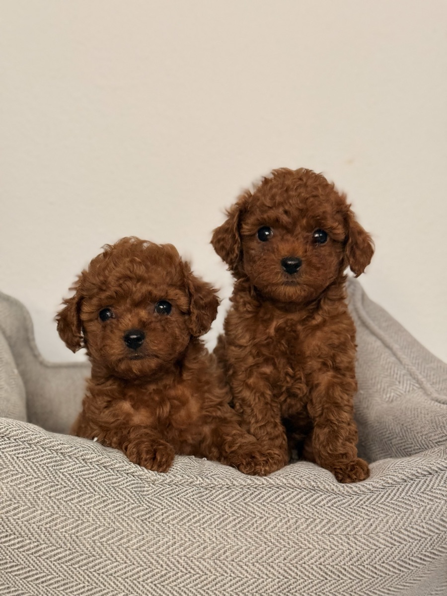 Pair of red Toy Poodle puppies with curly coats from Valivans kennel in Valencia, Spain
