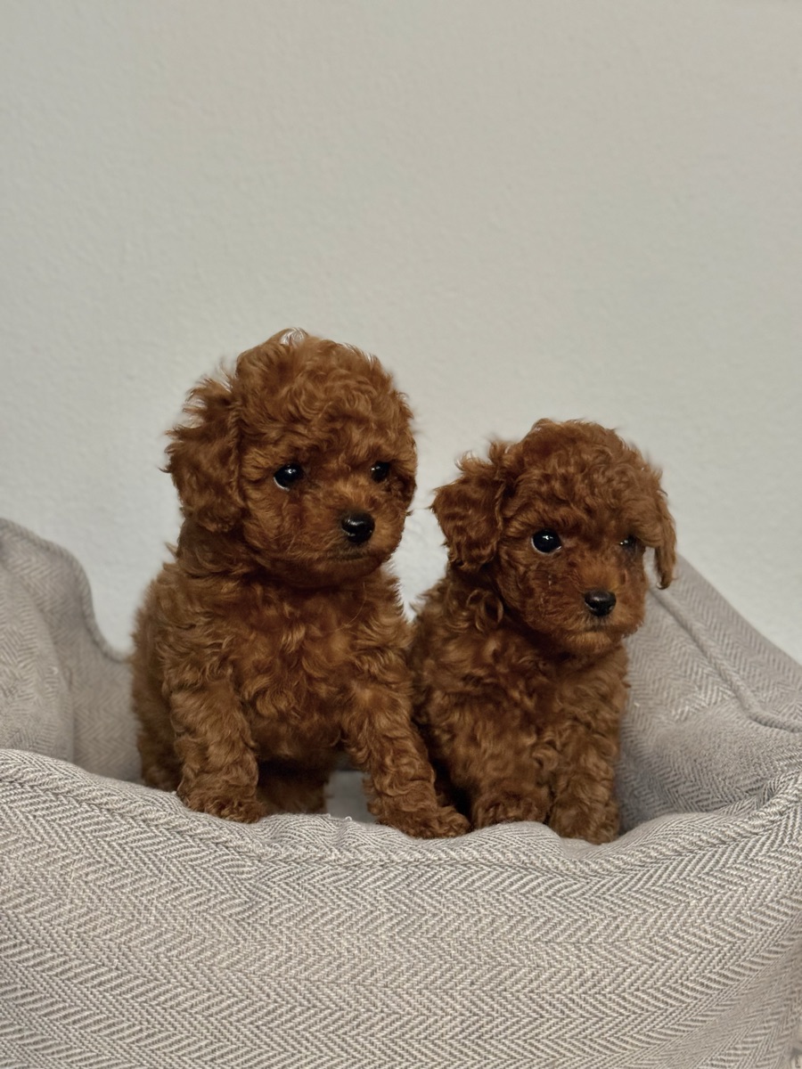 Red Toy Poodle puppy with a deep mahogany coat — Valivans kennel, Valencia
