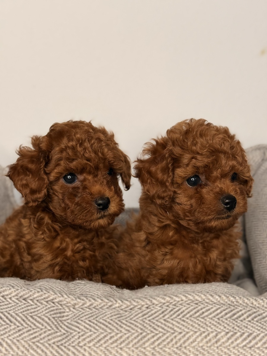 Close-up of a red Toy Poodle puppy's face — Valivans kennel, Valencia, Spain