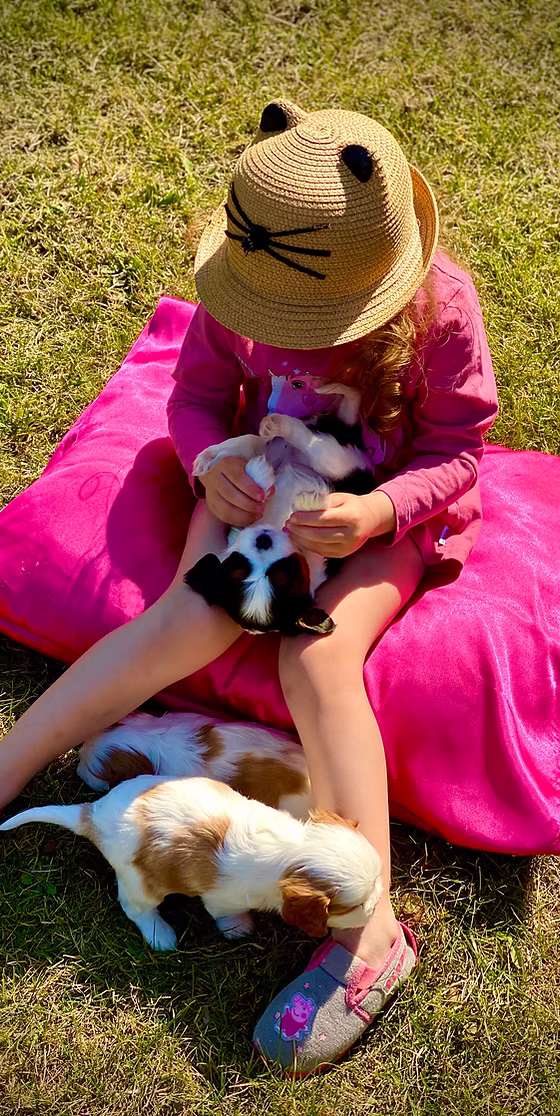 Valivans — Cavalier King Charles Spaniel family